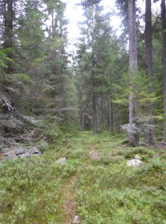 Pfade durch den Böhmerwald