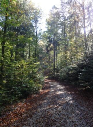 durch den Wald Richtung Saldenburg