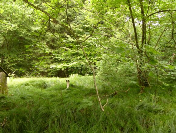 schöne Waldlandschaft