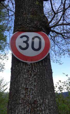 "hungriger" Baum in Konzell