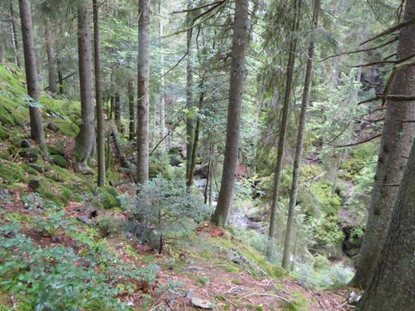 Blick hinunter zum Riesbach