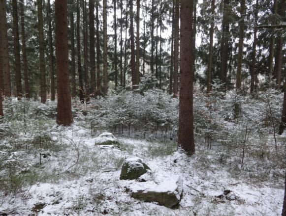 Waldwege zwischen Tännesberg und Wildenstein