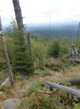 Pfad zum Siebensteinkopf