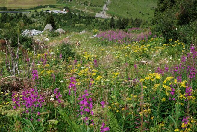 Im unteren Abschnitt des Aufstiegsweges, Rückblick zum Parkplatz