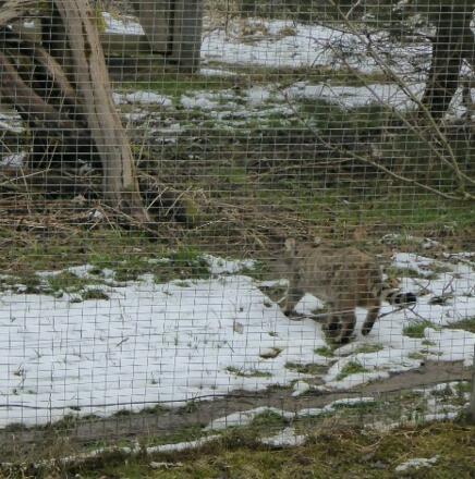 Wildkatzengehege in Wiesenfelden