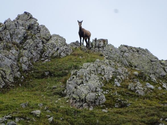 Einige Gämsen beobachteten mich aus sicherer Entfernung