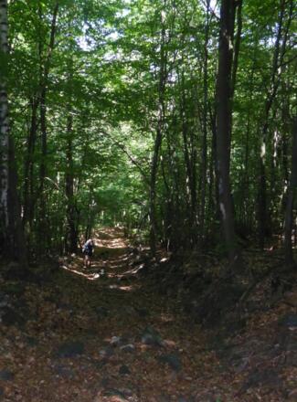 Waldpfad durch das Haselholz