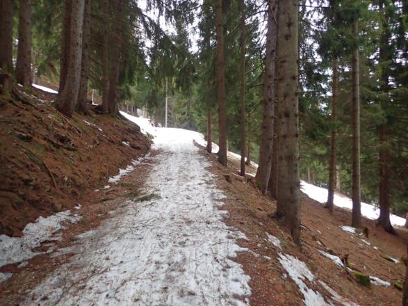 Im kurzen Waldstück vor der Nigelkaralm