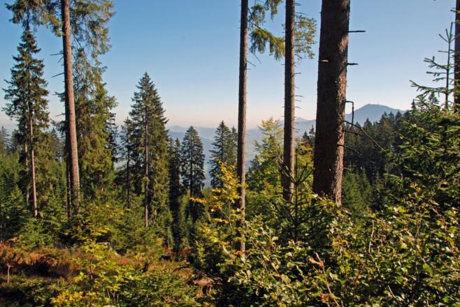 Blick durch den Wald zum Grünten