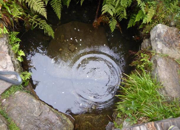 Quelle der Warmen Moldau