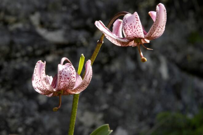 Türkenbundlilien am Aufstiegsweg im Juli