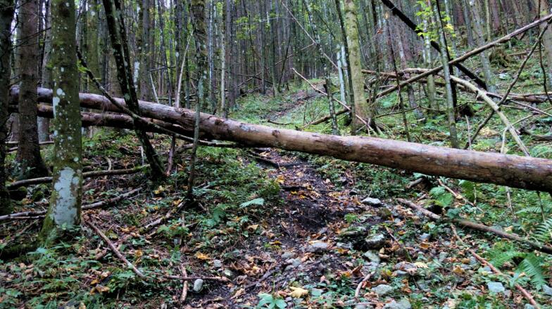 Über Baumstamm im Hochwald an