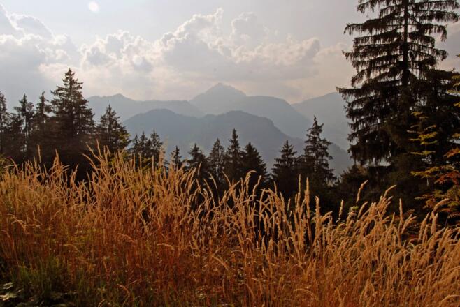 In der Abendsonne