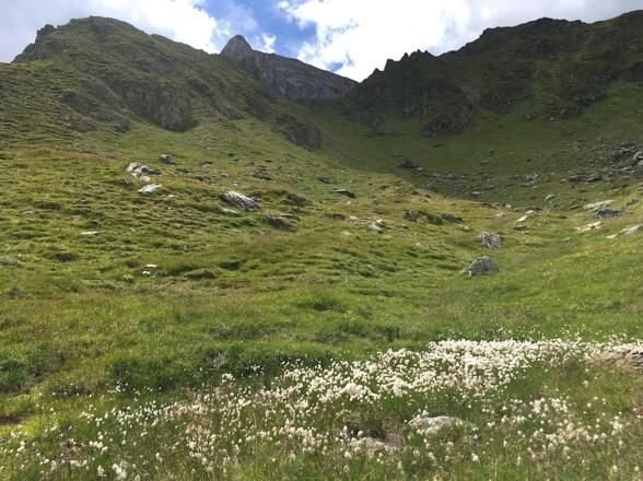 Man wird begleitet von einer herrlichen Berglandschaft. Blick über Wollgraswiesen hinauf zur Hippoldspitze.