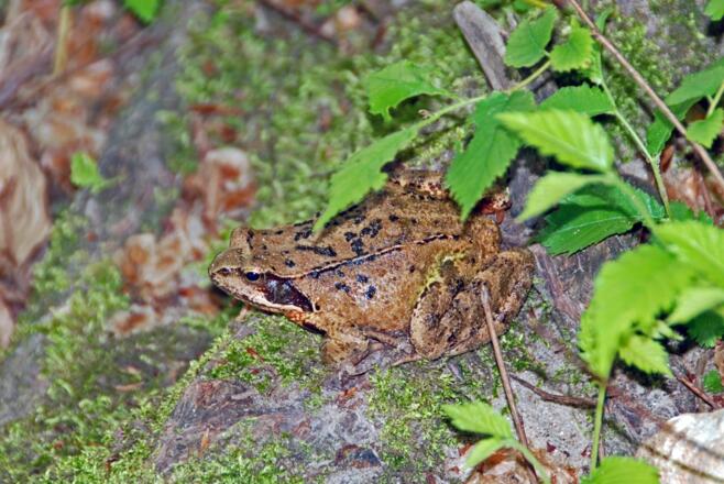 Donaufrosch