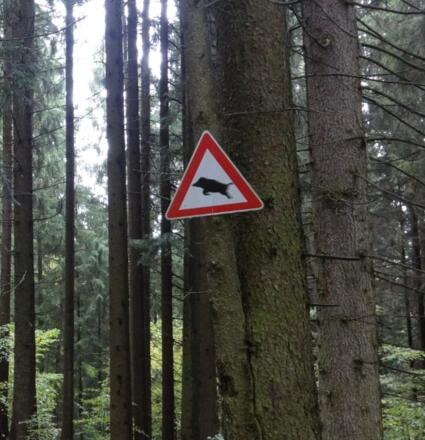 Achtung: "fliegende Wildschweine"