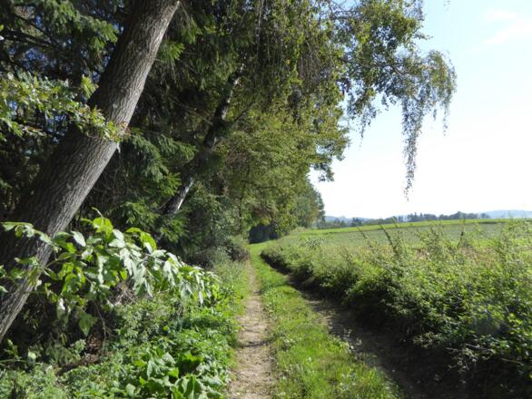 Wald und Wiese Richtung Zwölfling