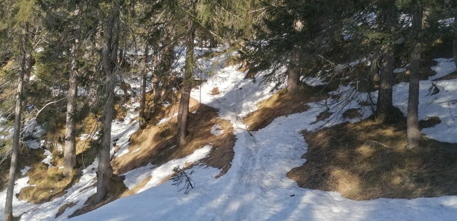 Der Spur durch den Wald folgend