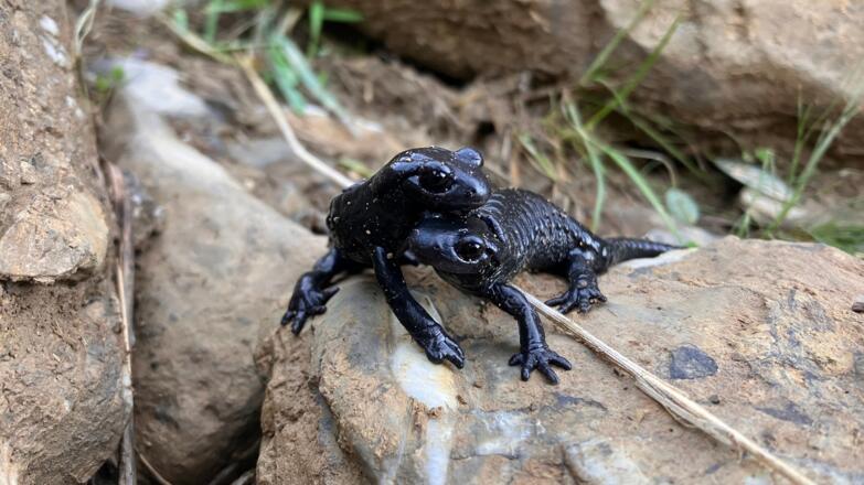 Alpensalamander