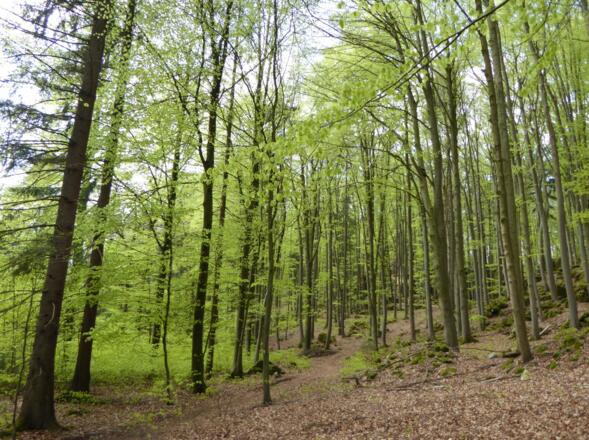 "frisches" Grün im Wald am Lauberberg