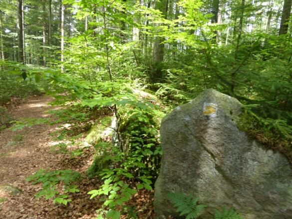 Waldpfad hinauf auf den Almberg