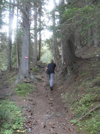Waldsteig in der Nordwestflanke