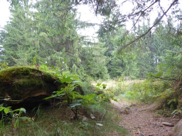 Pfade durch den Böhmerwald