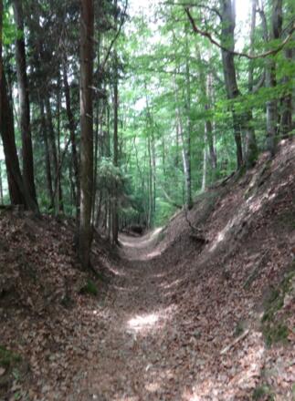 Waldweg druch das Murnthal