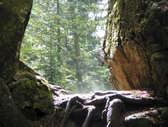 Sonne, Baum, Stein und Nebel :-)