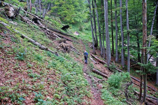 Auf einsamem Jägersteig