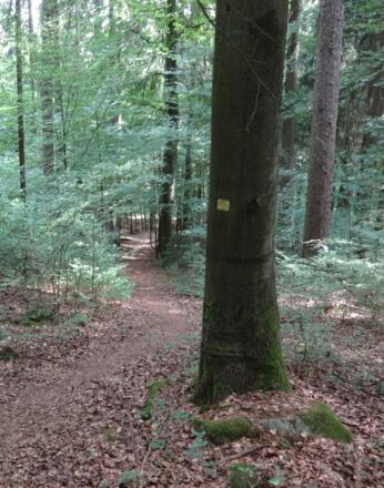 Waldweg kurz nach dem Kulzer Moos