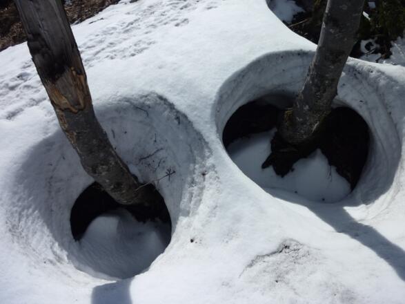 &quot;Topfpflanzen&quot;