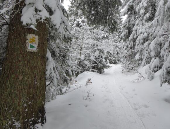 Goldsteigmarkierung hinauf zum Rauhen Kulm