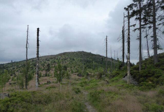 Blick auf den Enzian
