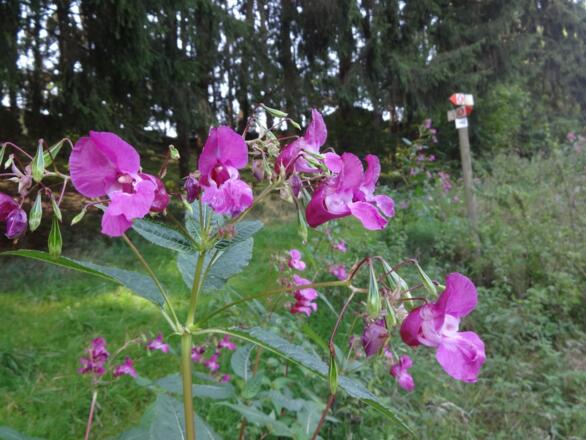 Blümchen am Wegesrand