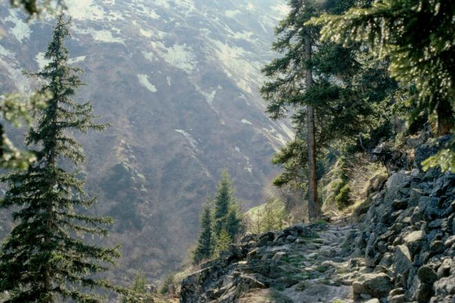 Ein kurzer Abschnitt führt durch urigen Bergwald