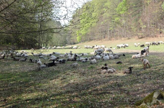 Schafe bei Kleinneundling