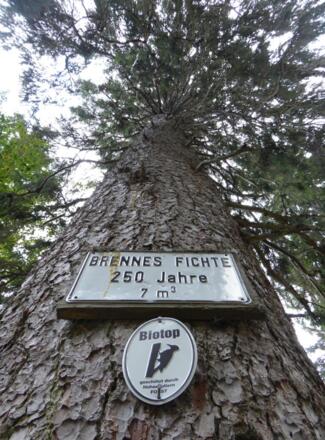 Brennes Fichte