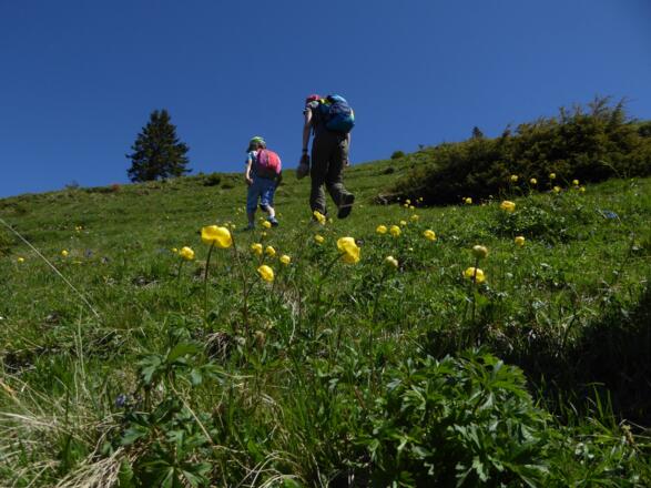 Mit Flower-Power schaffen wir's bis ganz nach oben