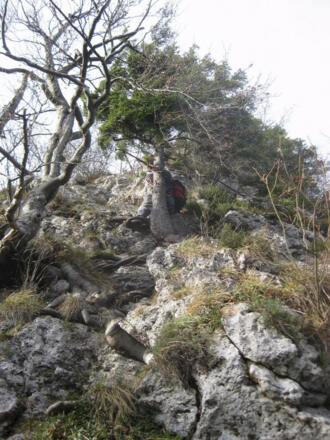 fester Fels und stabiles Wurzelwerk