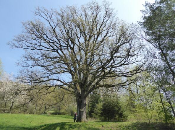 Friedenseiche bei Kucha