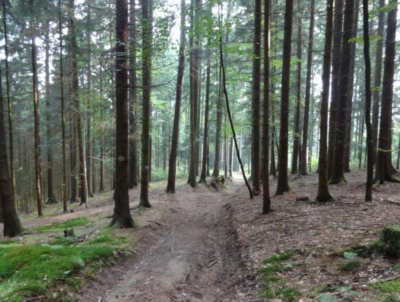 Waldweg kurz nach Stallwang