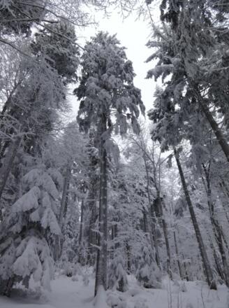 Winterwonderland