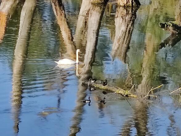 Donaualtarm bei Kirchroth