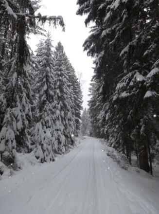 Waldweg bei Buchet