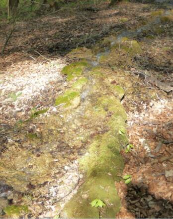 Steinerne Rinne am Buchenberg