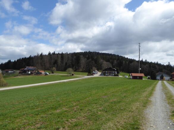 Blick auf den Oberfrauenwald