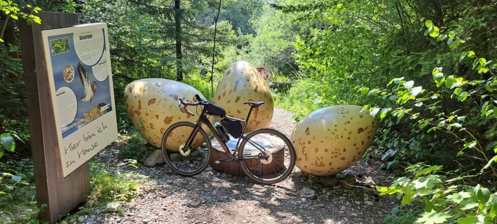 Die Eier der Kiesbrüter (gravel nesters) an der Taugl...