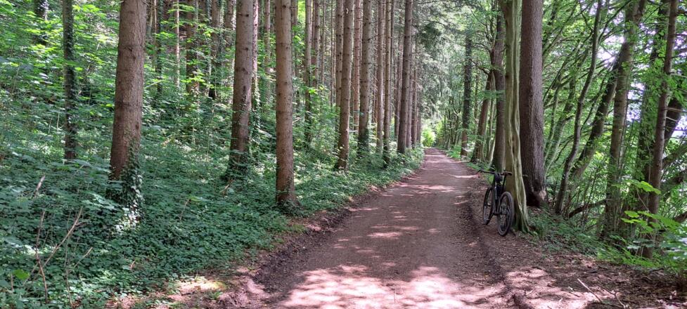 Im lichten Mischwald beim Bruderloch...