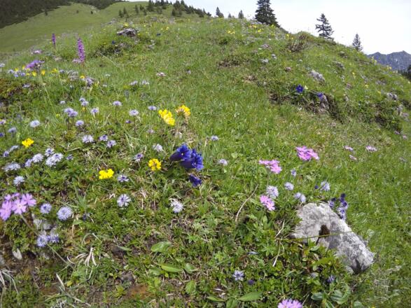 Bunte Vielfalt an Alpenblumen an der Kümpflalm